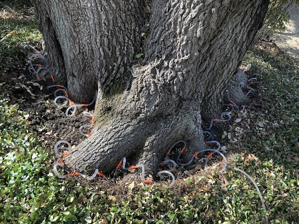 Detailed Tree Cabling and Bracing job site in Lakehurst