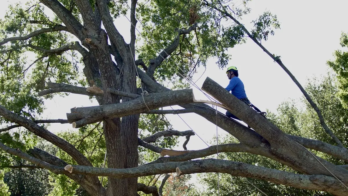 Professional Crown Thinning performed by certified arborists in Lakehurst