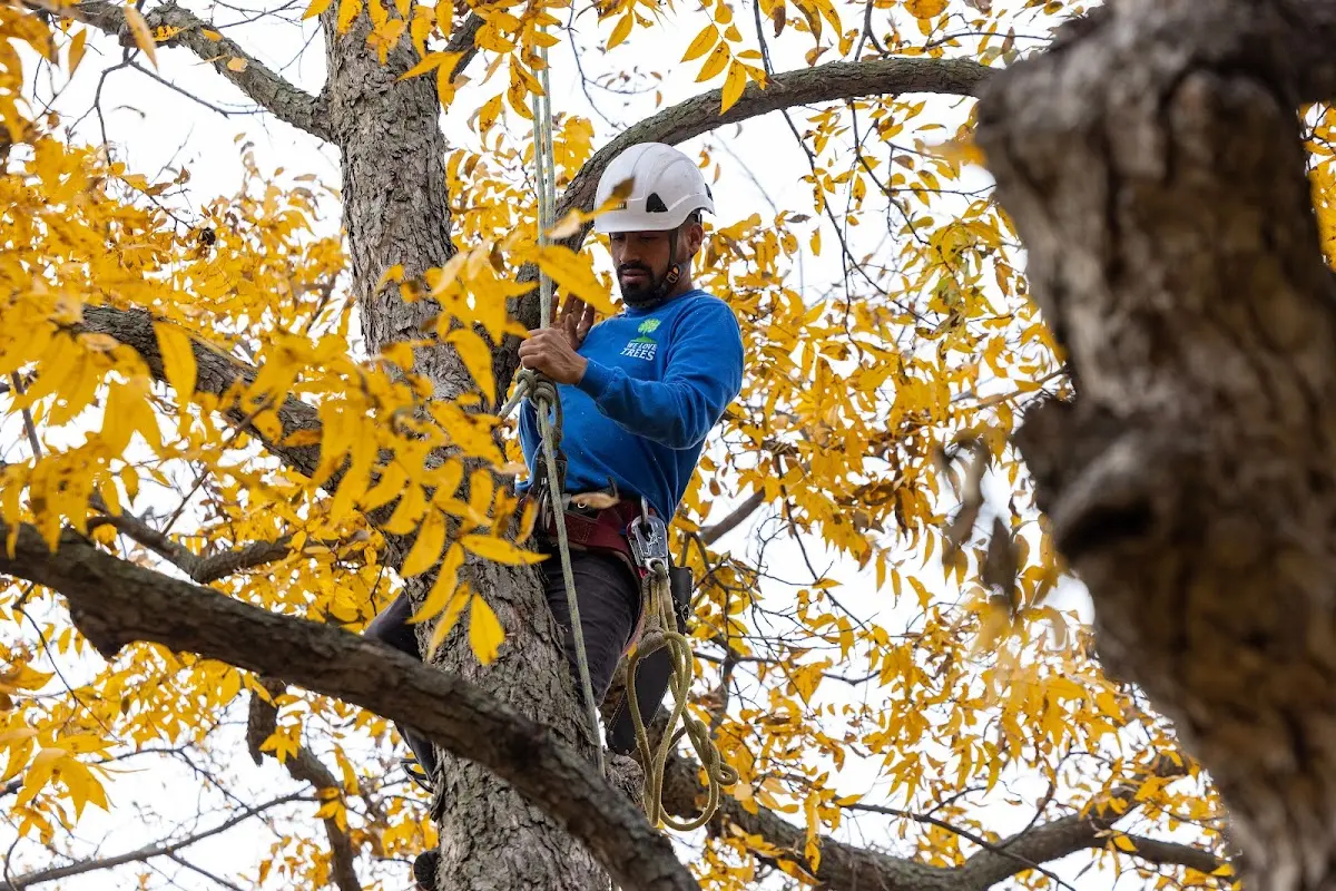 Skilled Tree Transplanting crew working in Lakehurst
